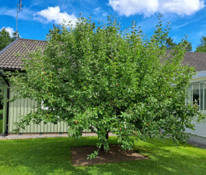 02407_äppel_1