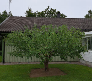 202407_äppel_2