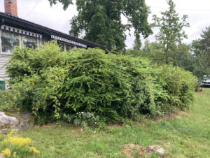 224-01_berberis