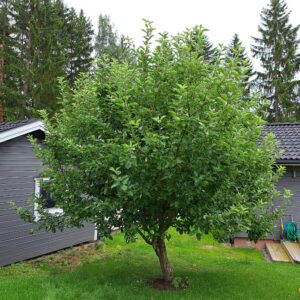 365_01_2024_äppel