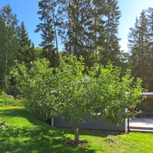 365_02_2024_äppel