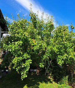 44_01_före_päron