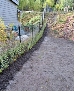 Höstplantering av både häck, fruktträd och prydnadsbuskar.