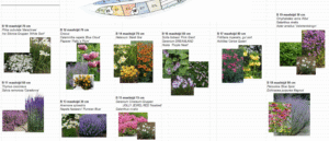 Plantering 447b